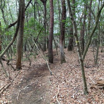 間違いを起こさない程、くっきりとした道でした。