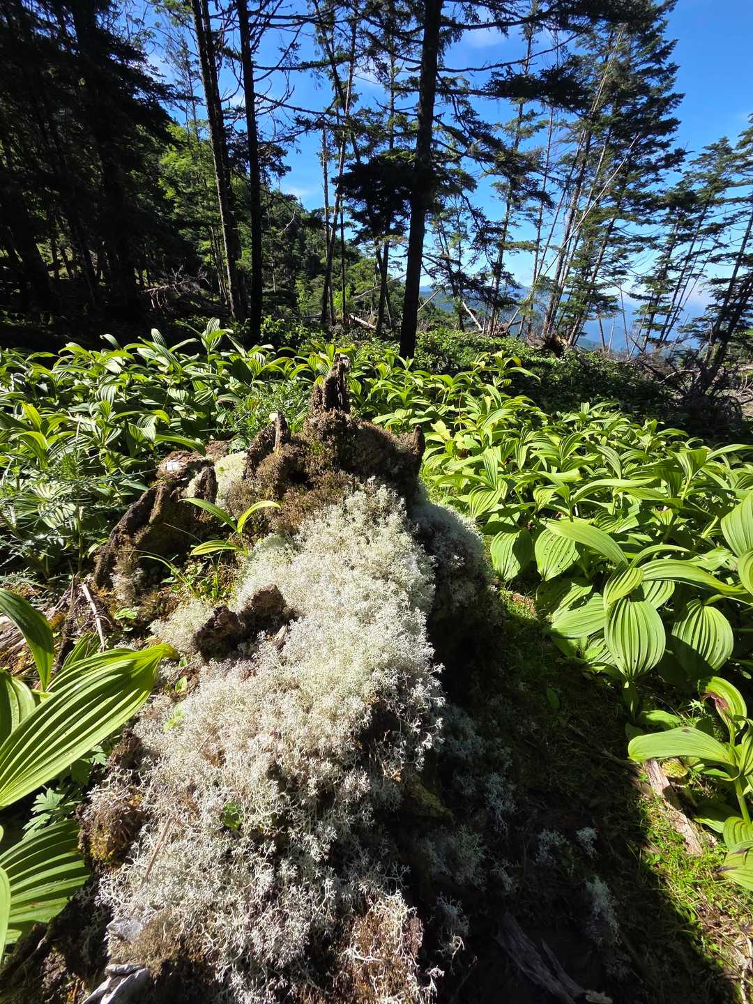 白いハナゴケの向こうに
バイケイソウとクリンソウの群生地
