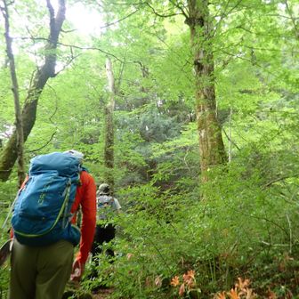 シオジの森を登って行く🌿