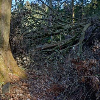 下りたことないルート

早速
おもいっきりぐちゃぐちゃの倒木

イベント発生に
少しココロが騒ぐ😆