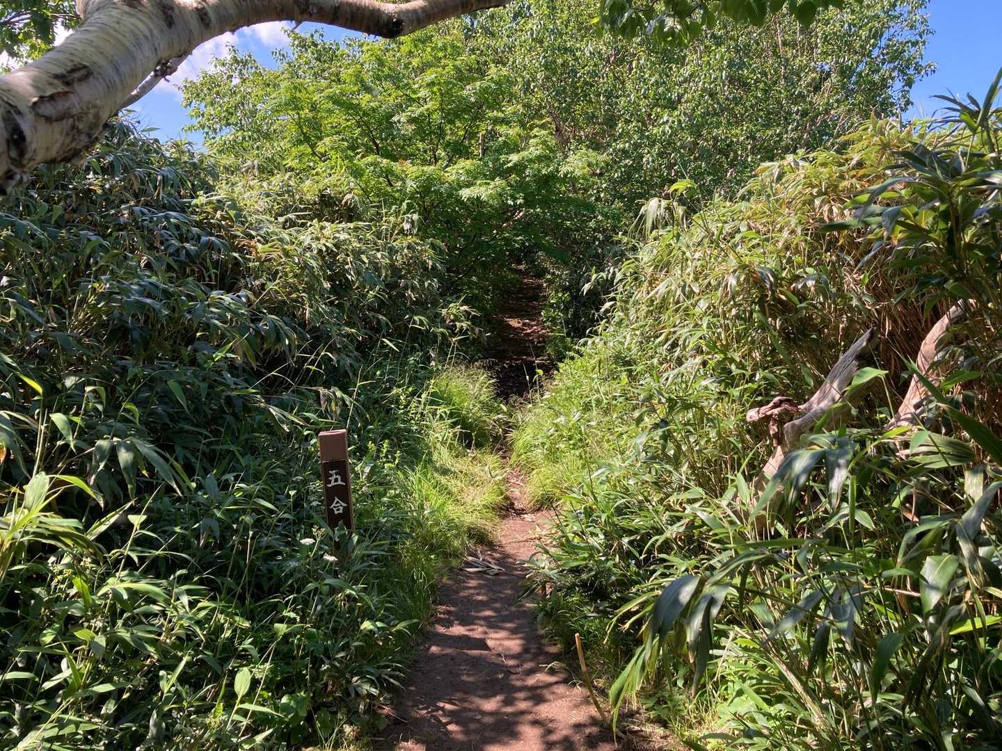 　　　　歩きやすい道です♪