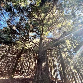 この杉ですね！
こういう杉が何本かありパワー感じます。