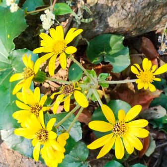 石蕗(つわぶき)