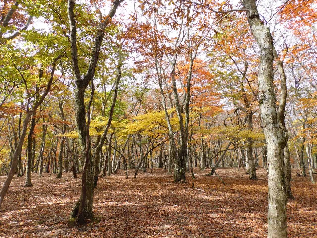 武平峠から雨乞岳 | 御在所・鎌ヶ岳の大パノラマ、鈴鹿セブンの一座の写真