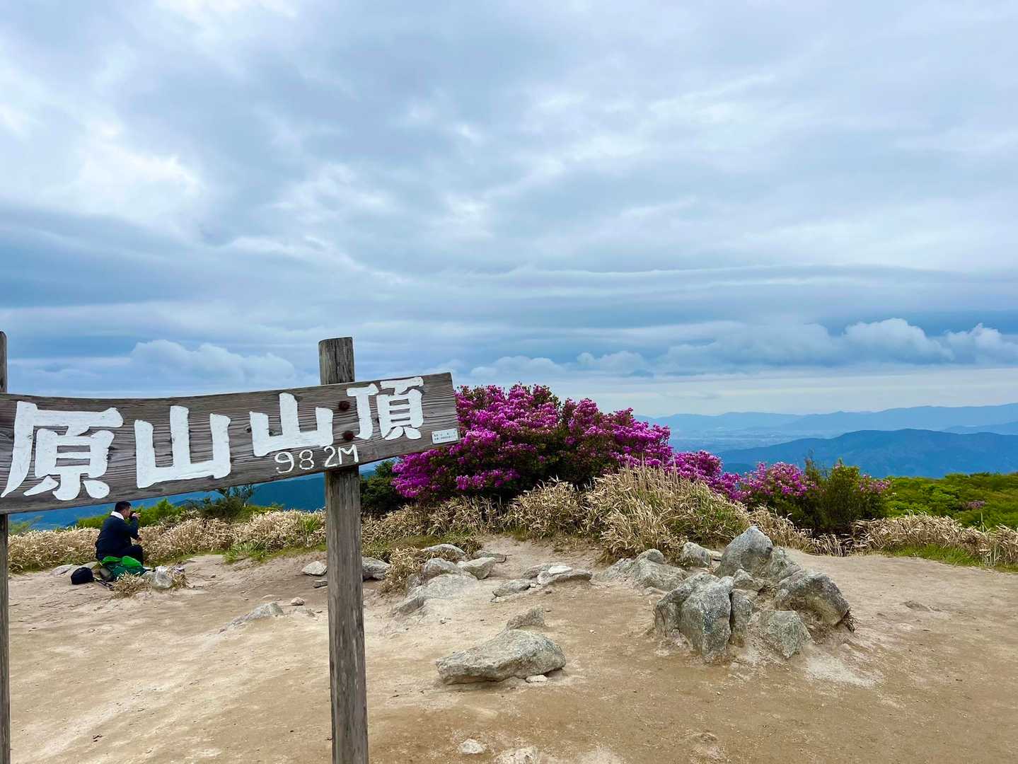 井原山⛰️とコバノミツバツツジ🌺☺️