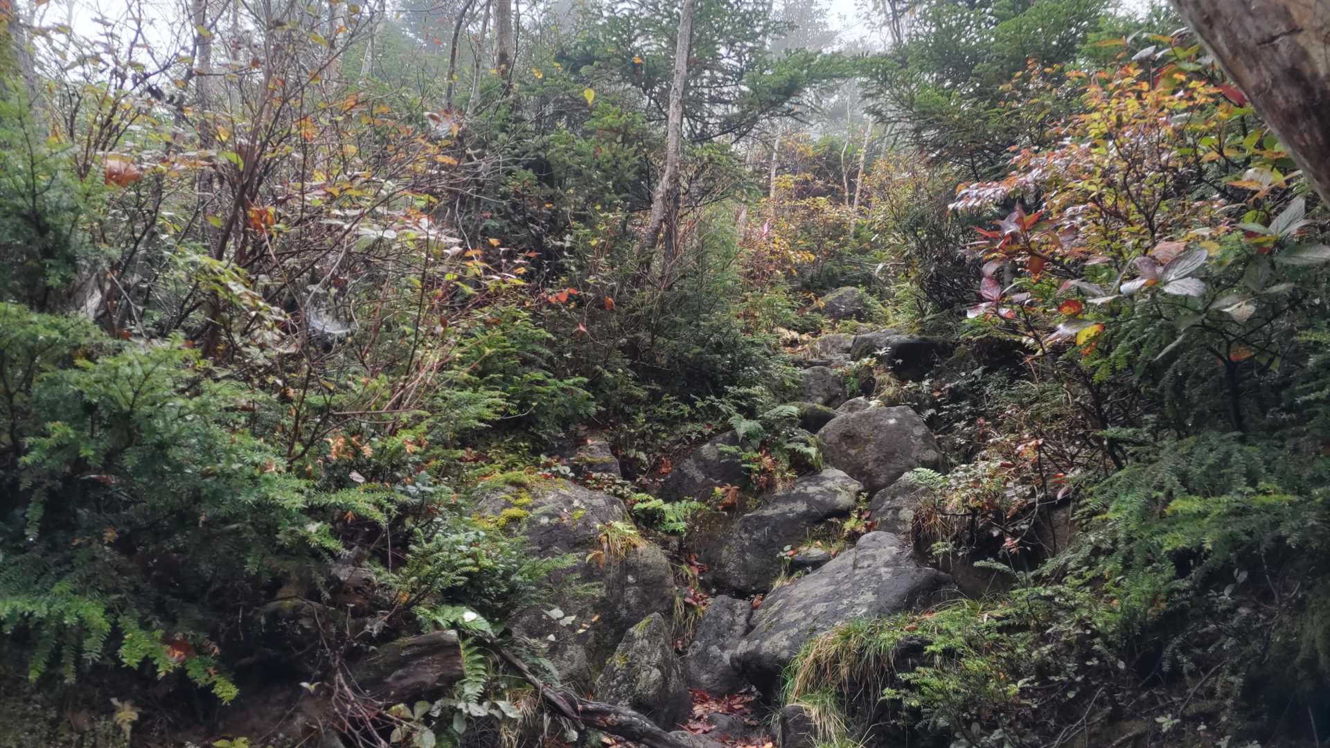 登山路は濡れていて、一部は水が流れたりたまったりといったところ。