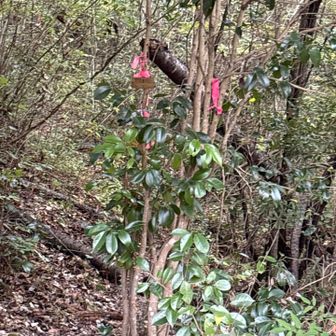 ピンクテープのお陰で無事下山できた