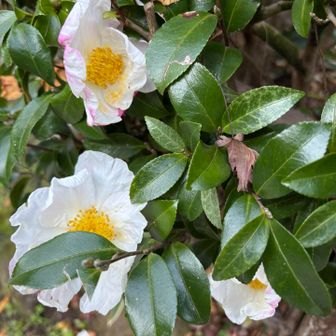 サザンカが可愛い🩷