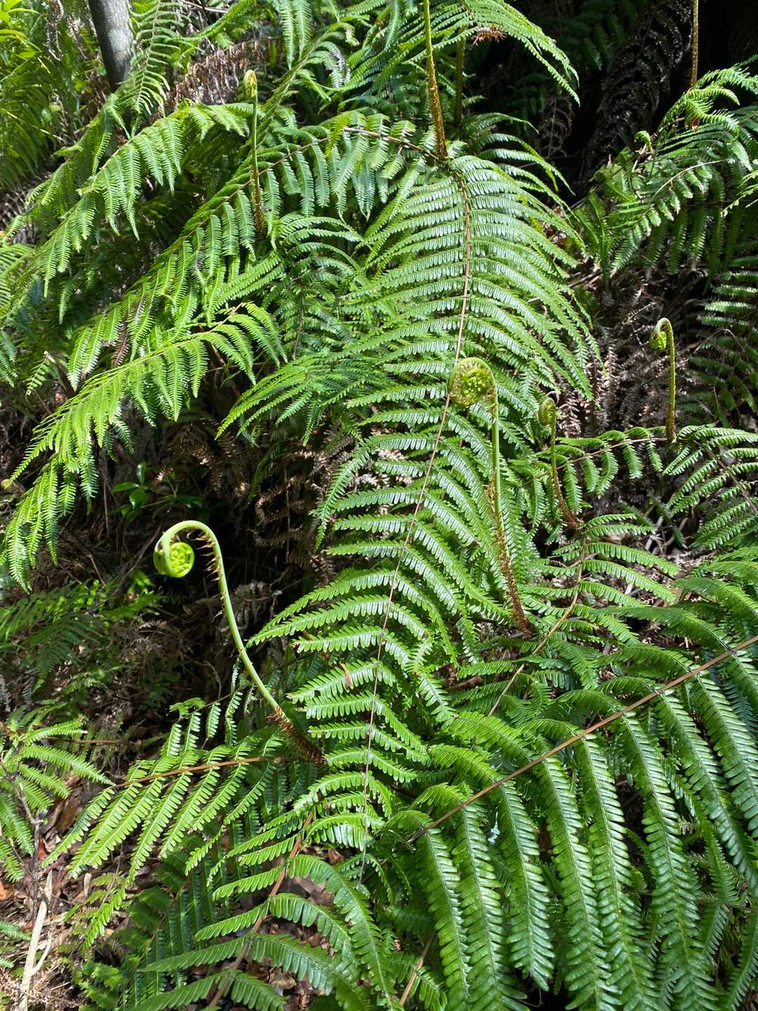 カネゴンシダ🌿