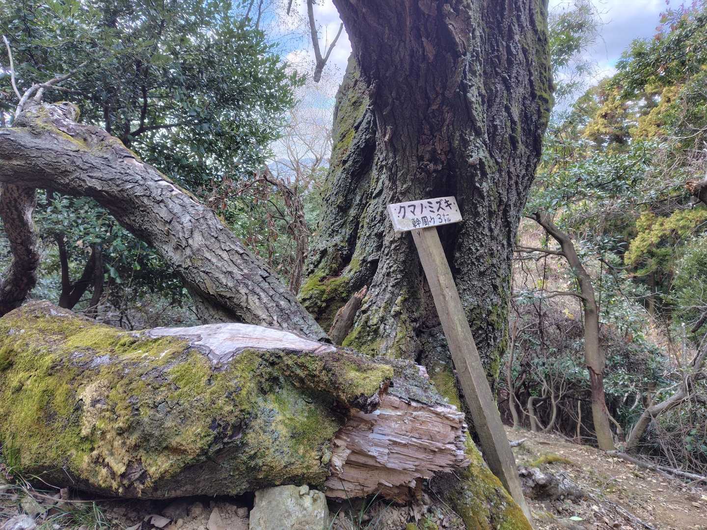 久しぶりに登ったら、幹周り3メートルのクマノミズキが無惨な状態に