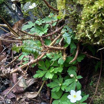 11時半の姿✨太陽が出たからか、しっかり開いてる！