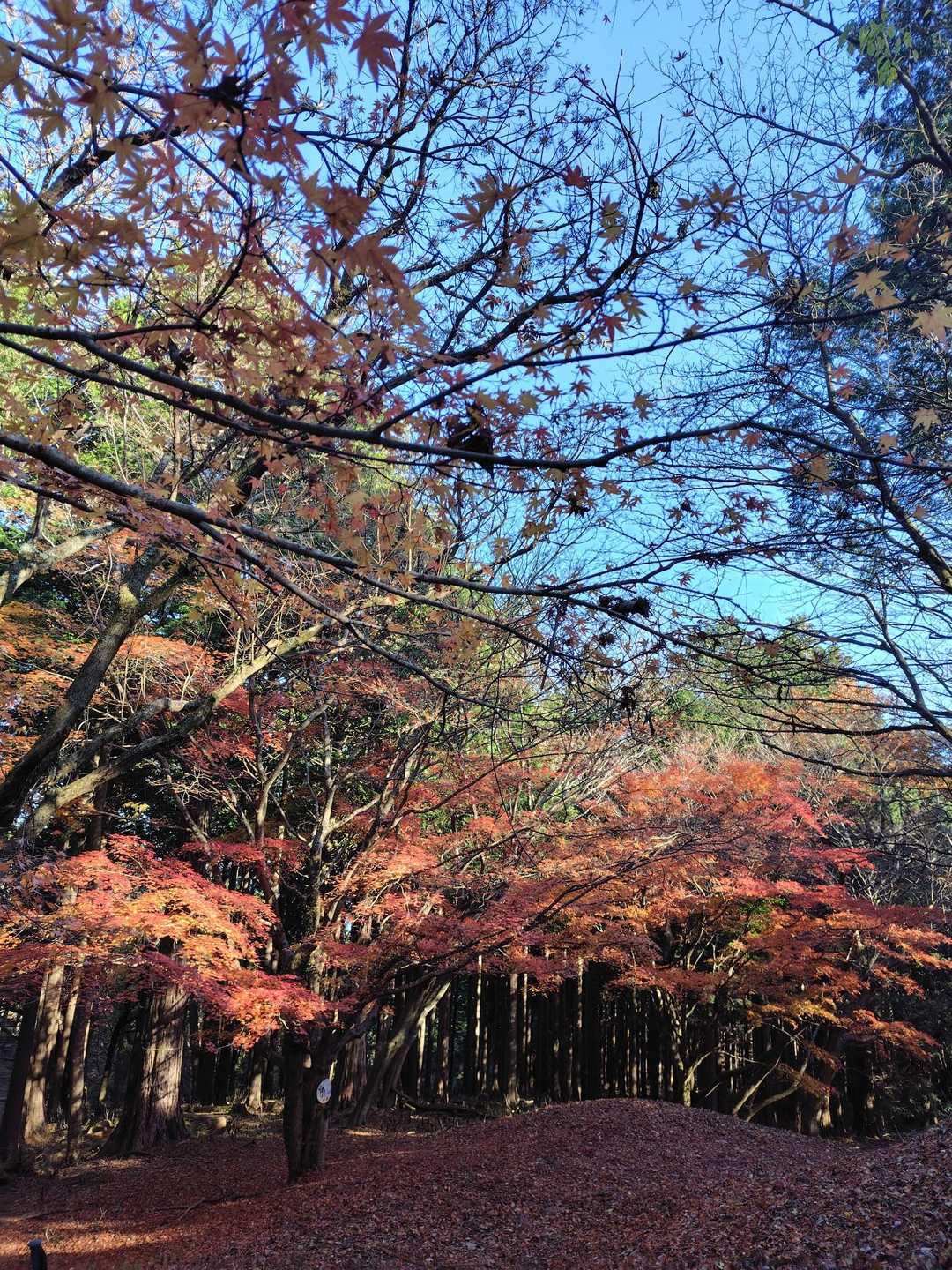 箱根関所跡バス停-屏風山-湯坂路入口バス停-鷹巣山-浅間山 縦走コースの写真