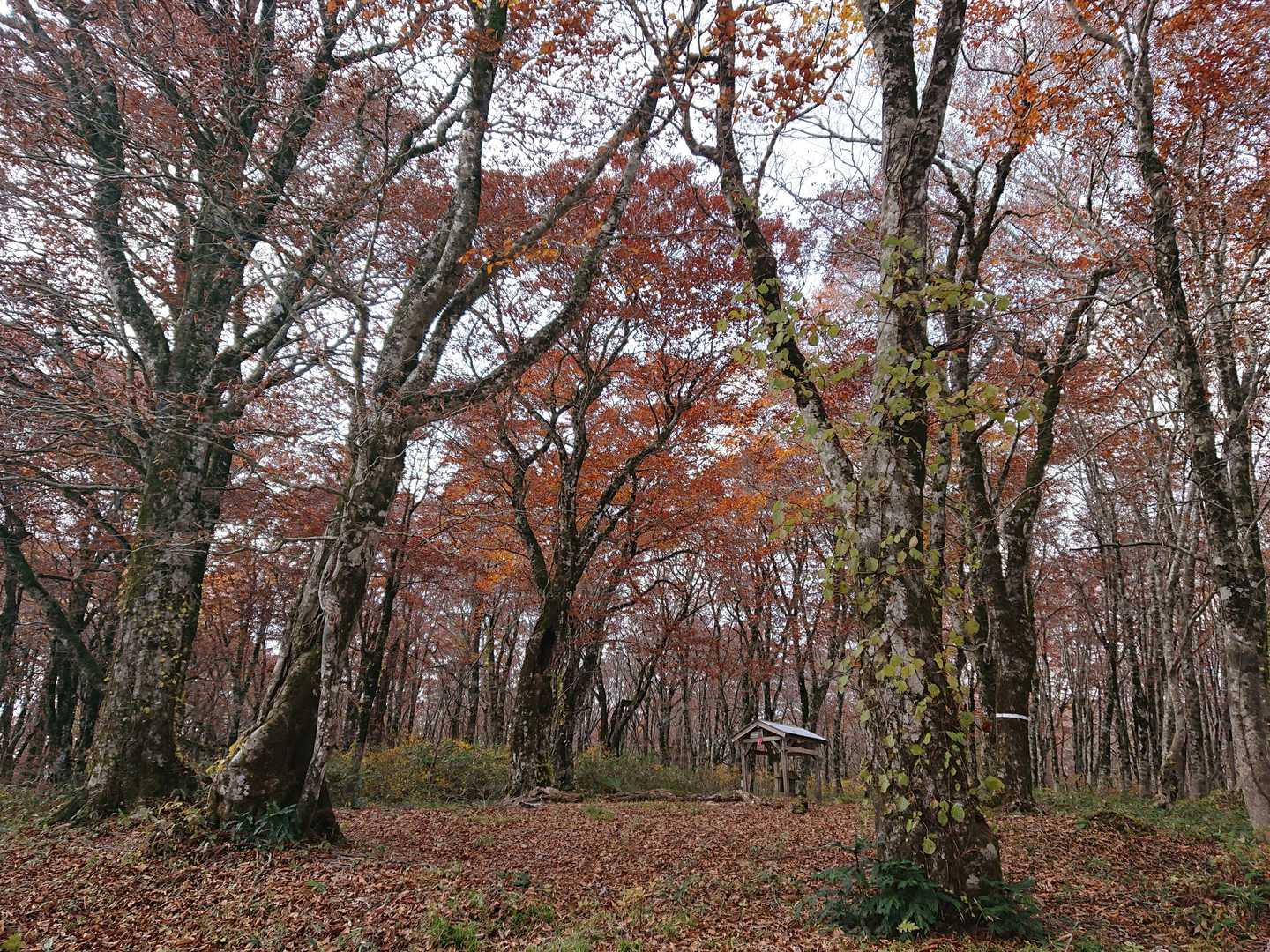 振り向いて見た。この山も紅葉も、俺らの貸し切り！こんな贅沢、幸せもう最高だよ。