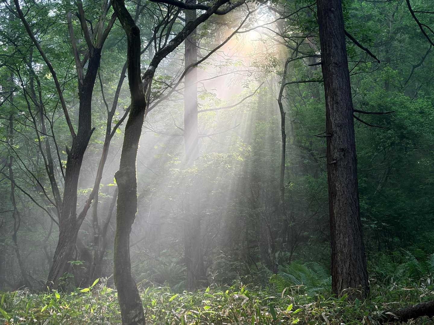 歩いていると次々と形を変えて降り注ぐ神聖な光👼