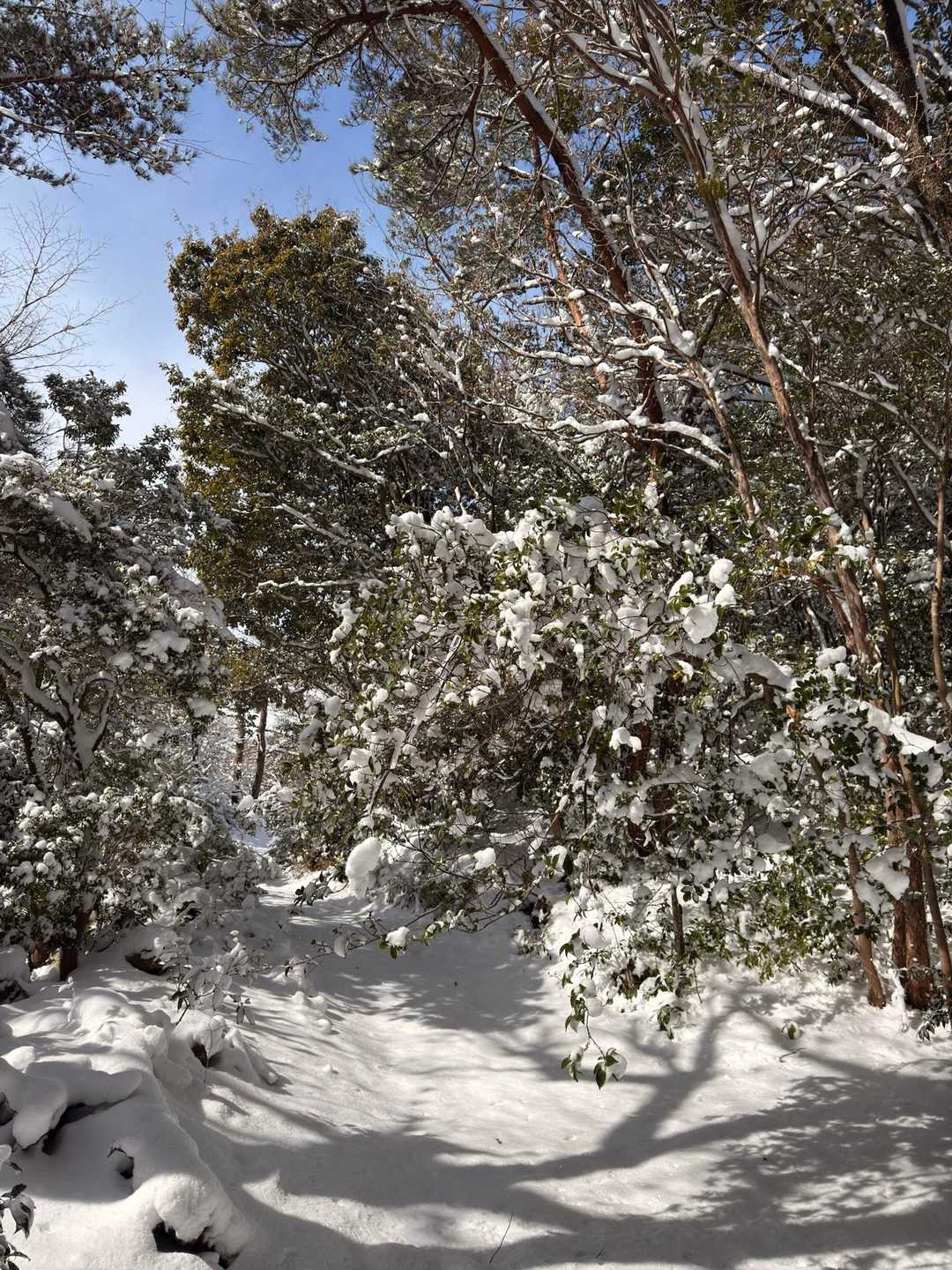 木のトンネルをくぐり