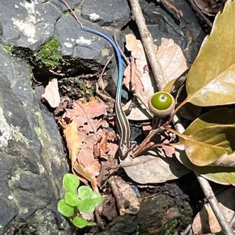 🦎もいました
尻尾の色綺麗
こちらも小さいサイズ