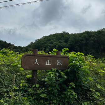 🌱🌱が多い茂ってます
