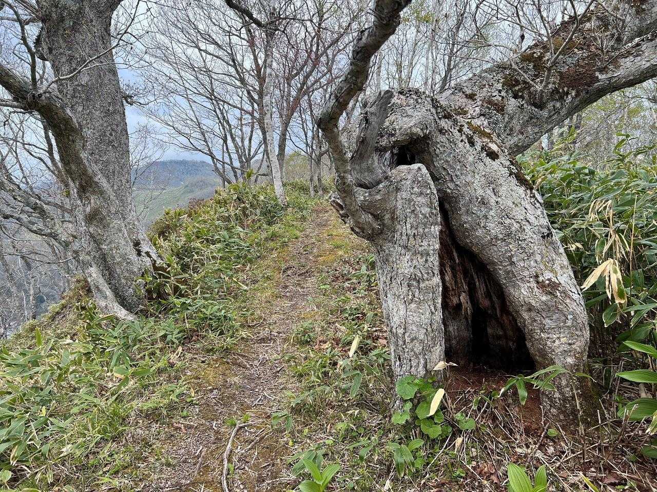特徴的な木。