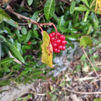 サルトリイバラ