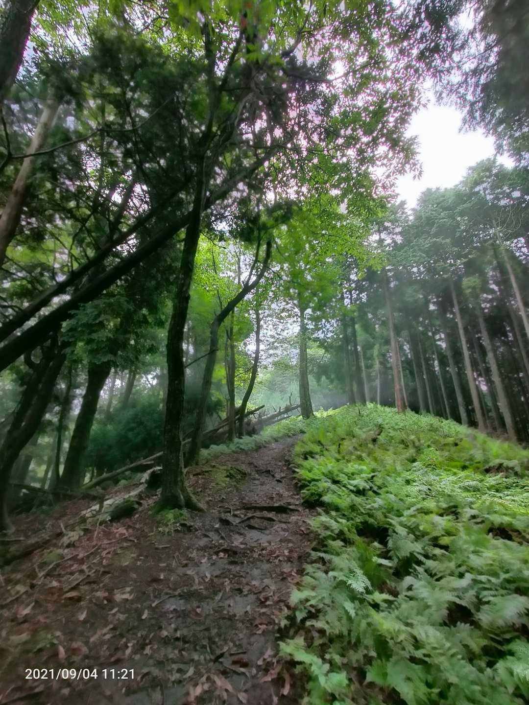 薄暗い森から明るい場所へ