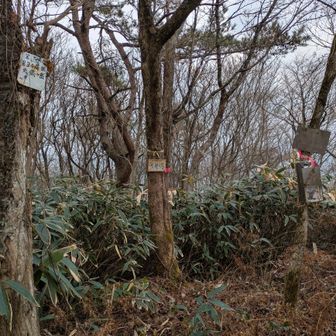 着いちゃいました
冬なのと整備されてたのもあるのかな…
ダツヤ山くらいのを覚悟してたのでありがたい