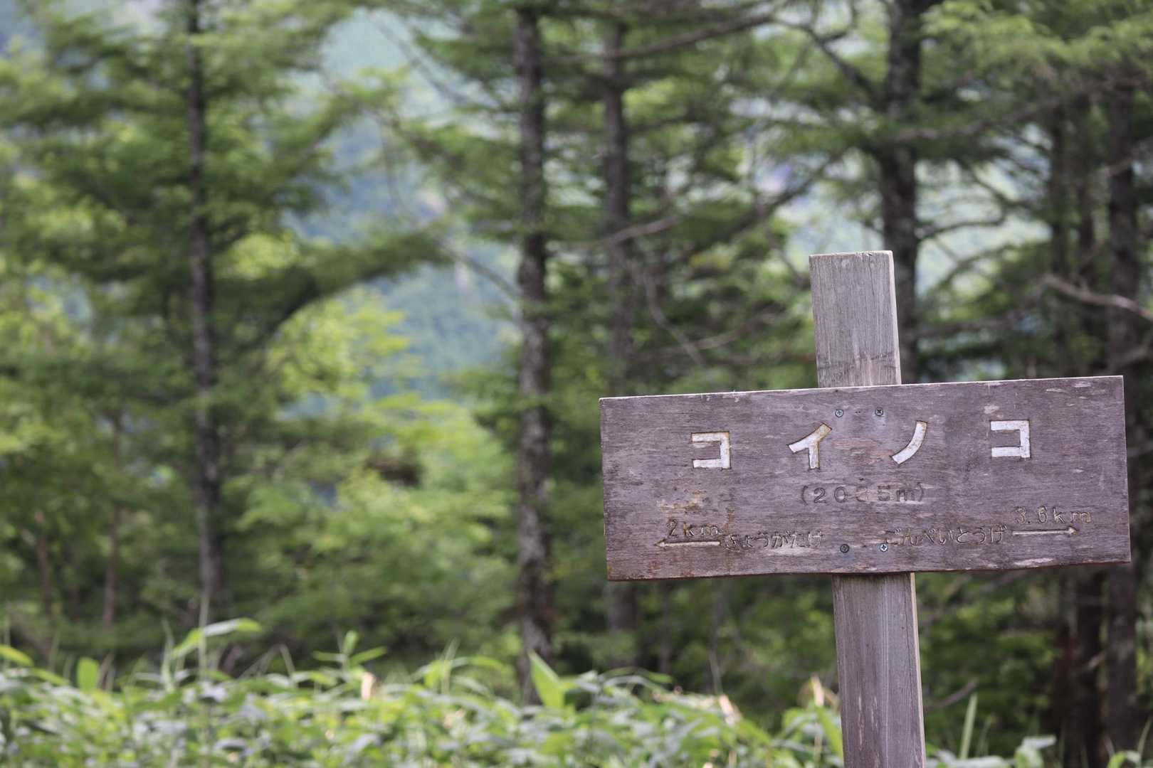 コイノコ登頂🙌
本日の頂上です