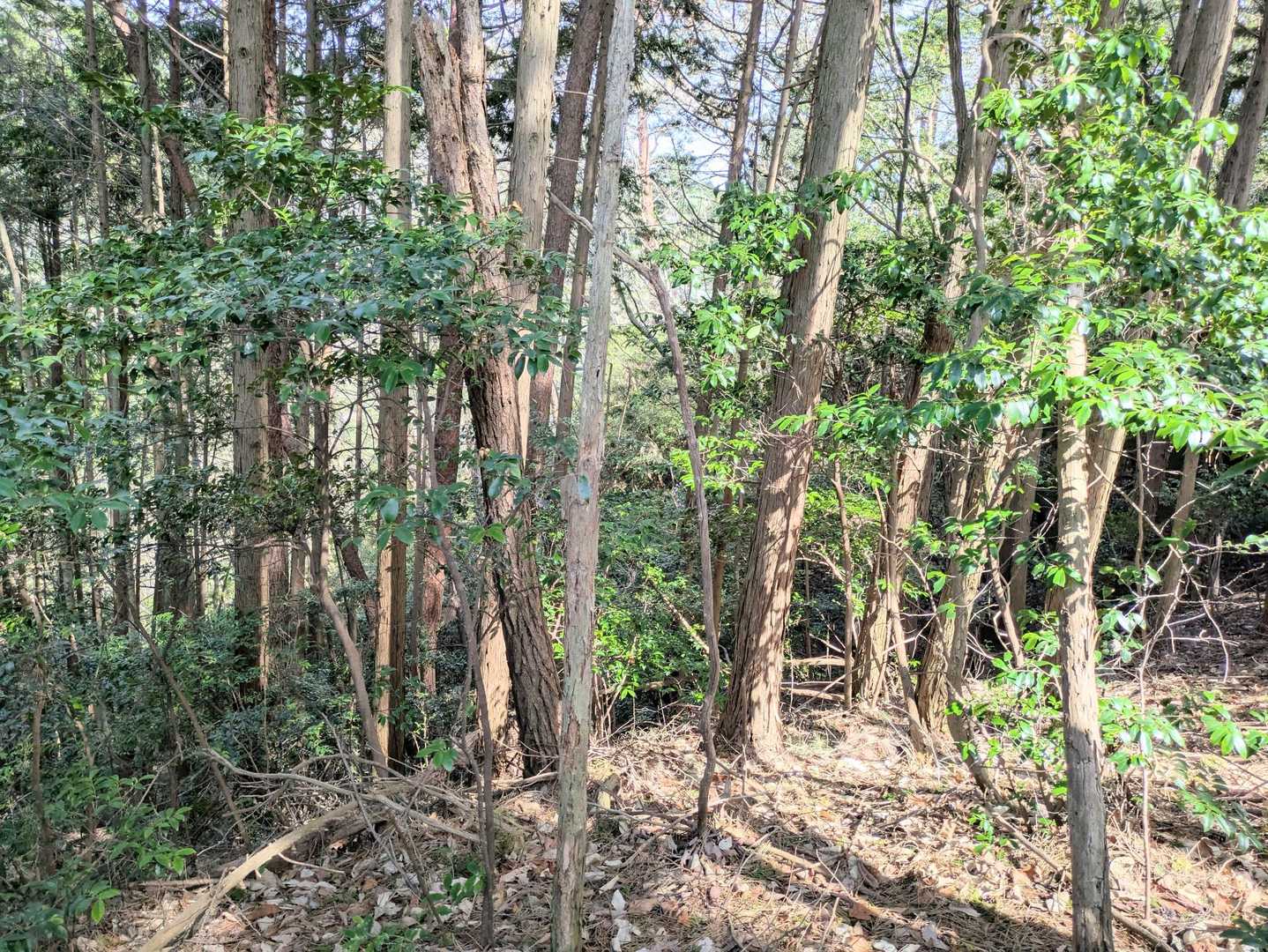 急登だけどロープはしっかりあるし、とても整備されたお山です😀