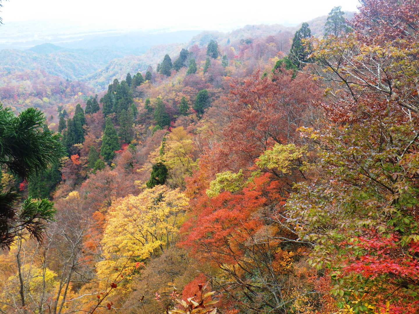 鳥越峠-高峰山 往復コースの写真