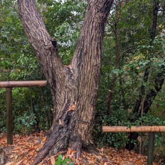 標識はないけど山頂