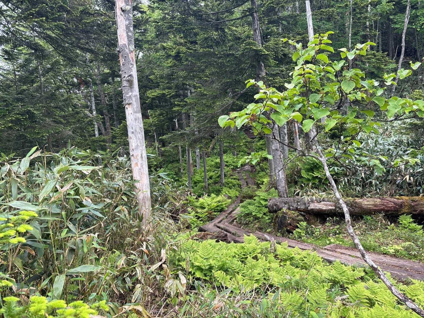 猿倉登山口-田代山-帝釈山-馬坂峠登山口-台倉高山 周回コースの写真