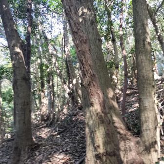 急坂の上、道らしい道がなくルート不明瞭ときた…
しかもかなり滑るので要注意😐