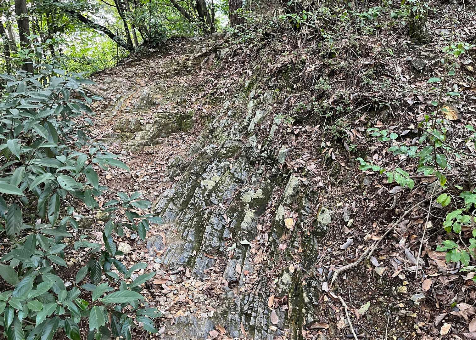 風化したチャートの路面。