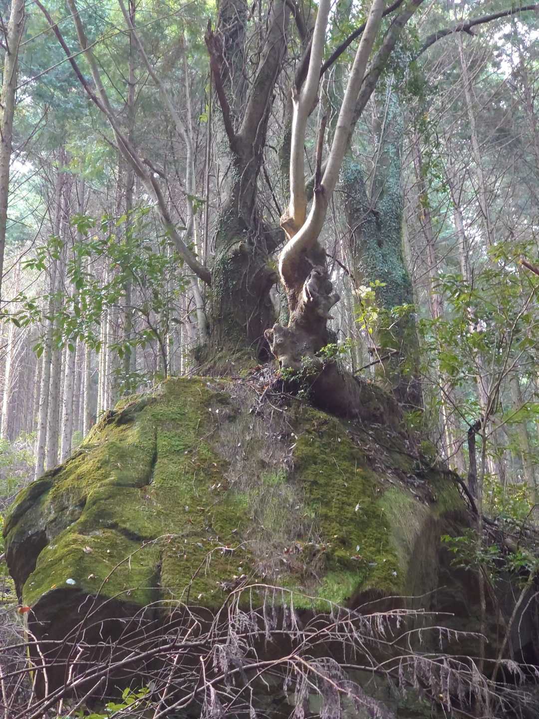 植物の生命力は凄いですね🧐