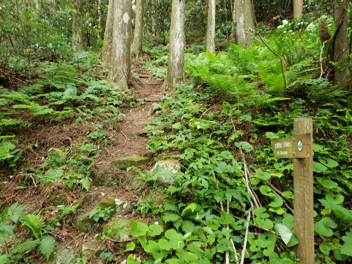 登山口。この先は結構な急登でした。