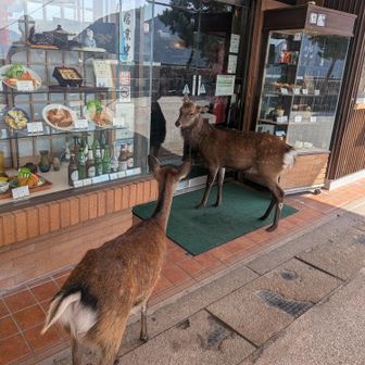 開かないの〜？🦌
そうなんだよ…🫎