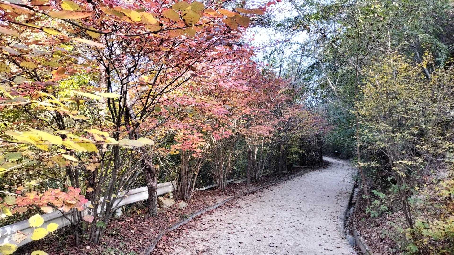 大野権現山 周回コースの写真