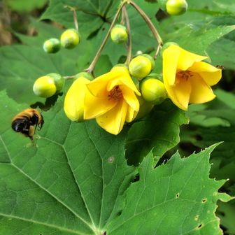 キレンゲショウマ&丸花蜂🐝
