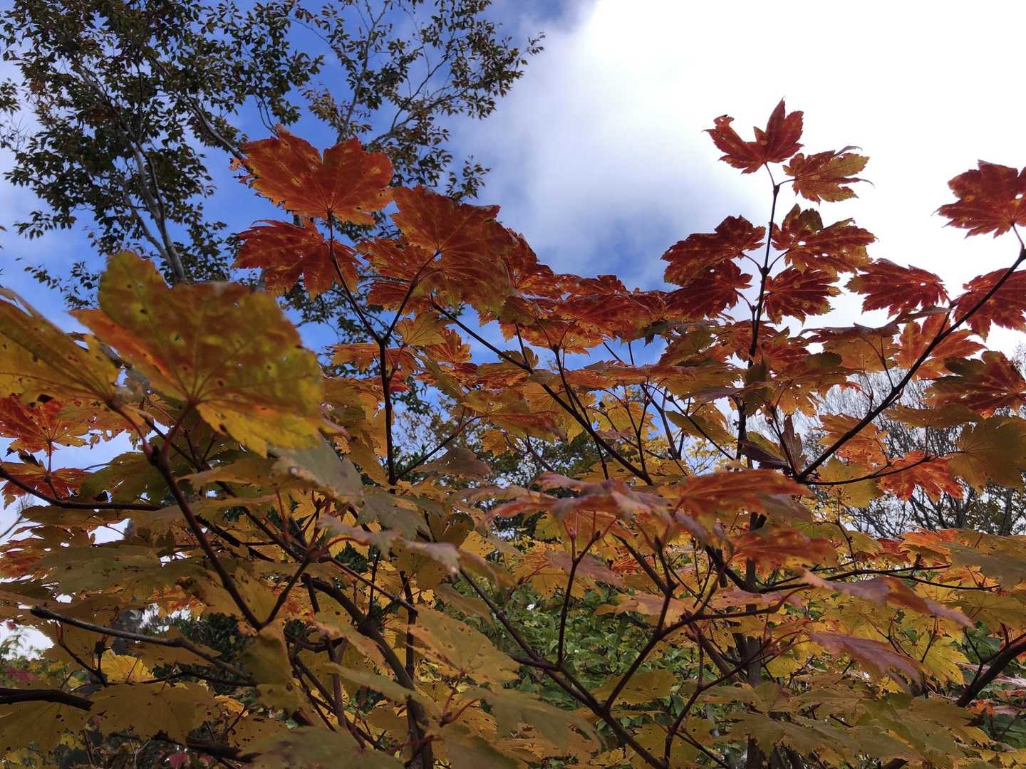 やはり紅葉には青空やな〜