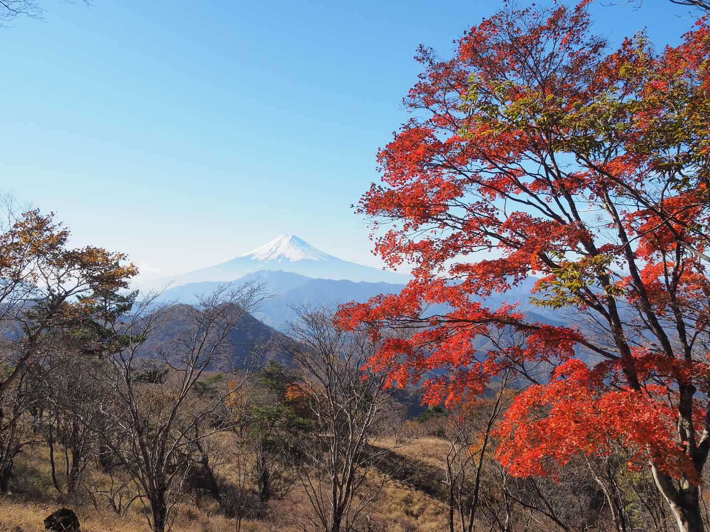 ハマイバ丸から富士山