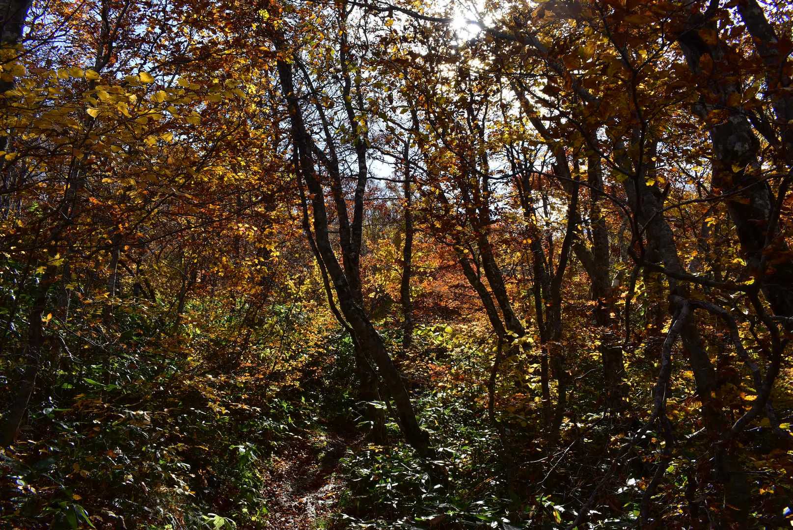 笹谷峠-雁戸山-カケスガ峰 周回コースの写真