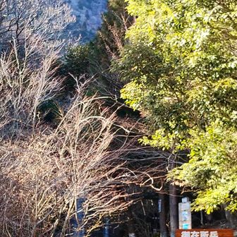 中登山道入口の前にひょこっと出た