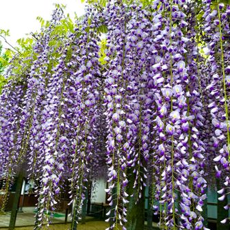藤の花は満開で

綺麗でいいにおい