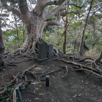 観音塚を通過🚶
なかなか侮れない三浦アルプス⛰️⛰️⛰️💦
けど、熊の心配しないで安心して歩ける🚶台湾リスには何度か驚かされたけど🐿️😂
