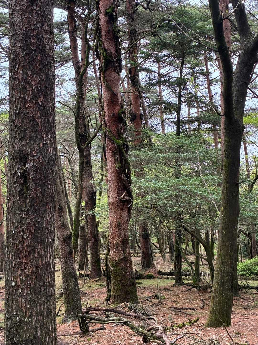 キャンプ場🏕️もう直ぐです！
