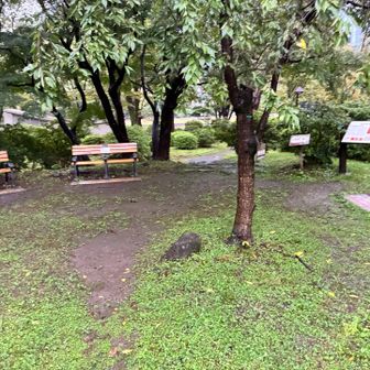 つつじ山山頂はこんな感じ。