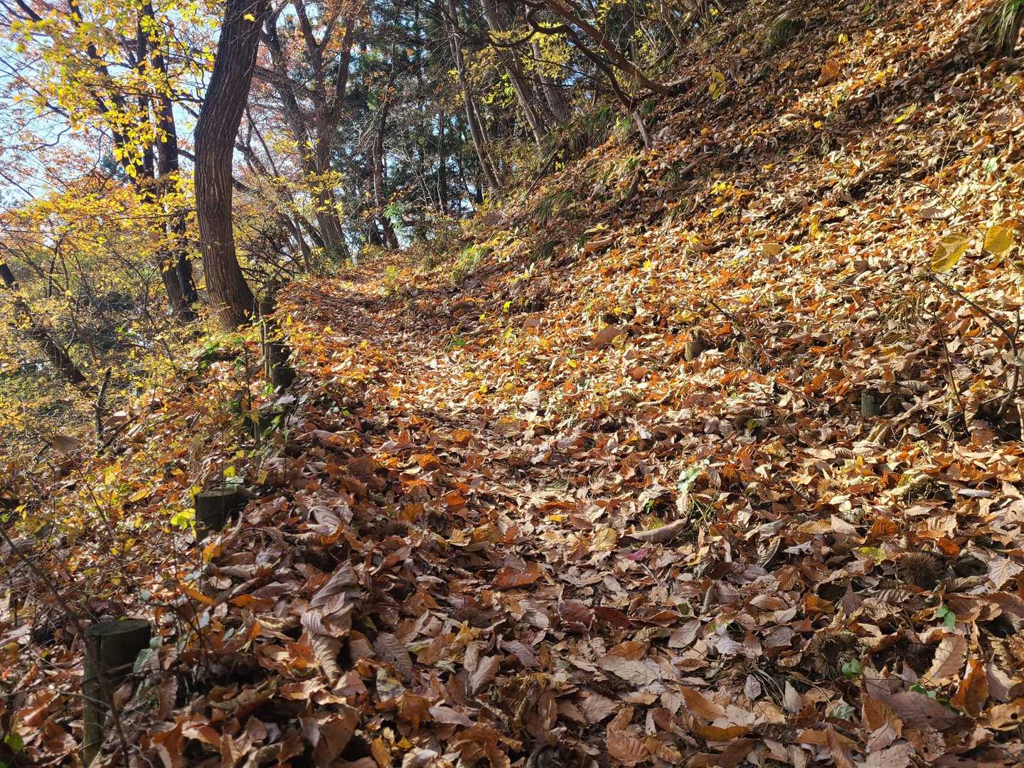 戸神山-高王山 周回コースの写真