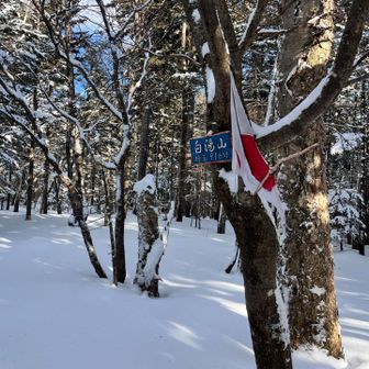 グルグル歩いて山頂標識見つけました