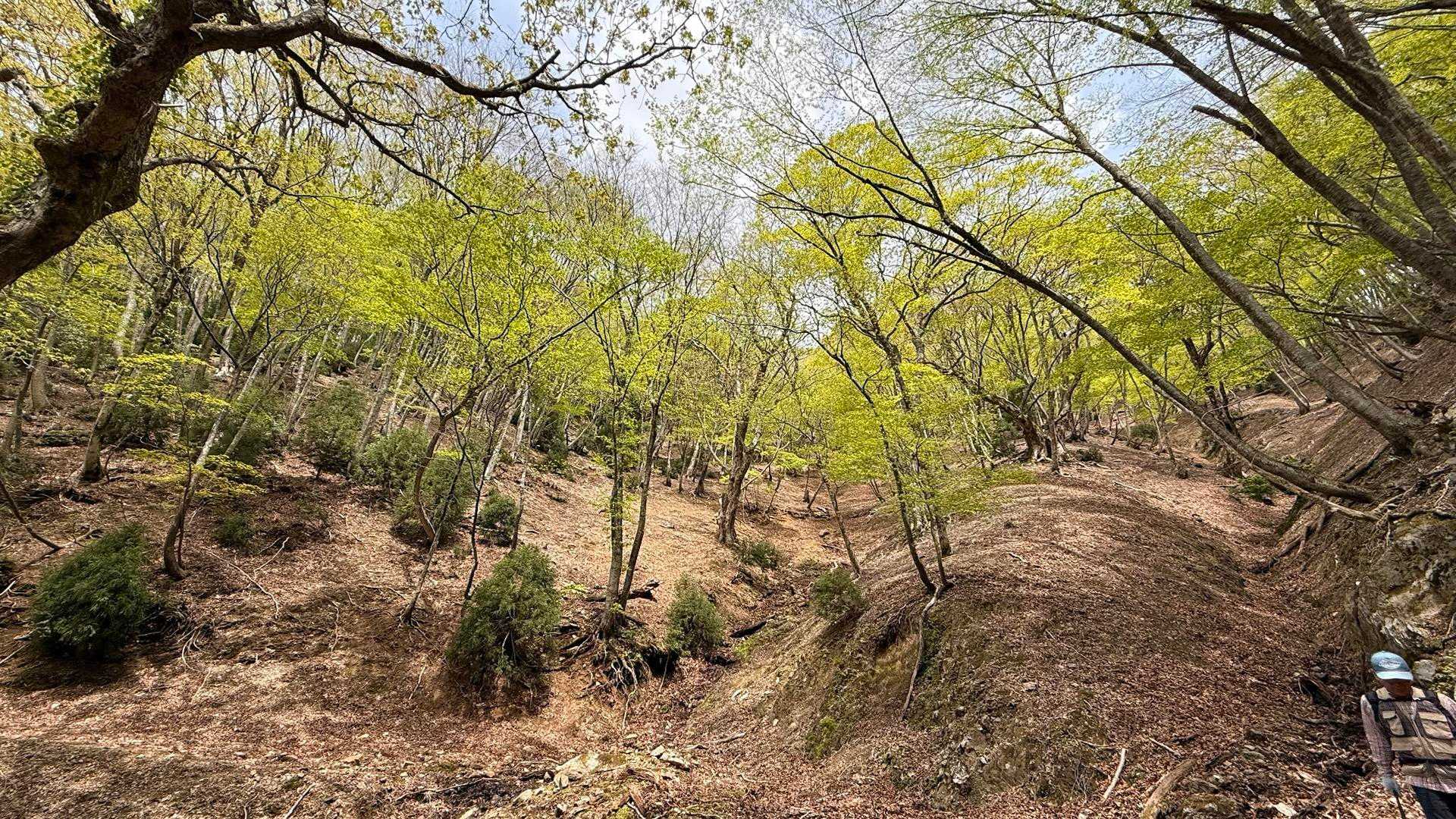 参道尾根登山口-頭巾山 周回コースの写真