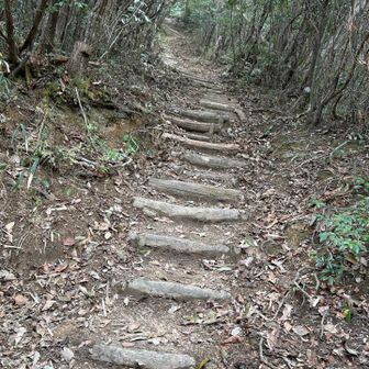 このルートやばいってー
の最後のラスボスの木段
何段あるのか数えながら、気を紛らわせながら、ただ、ただ前へ
何段あるかは、ぜひ数えてみてください🪜