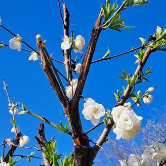 集落の花桃パチリ😎
